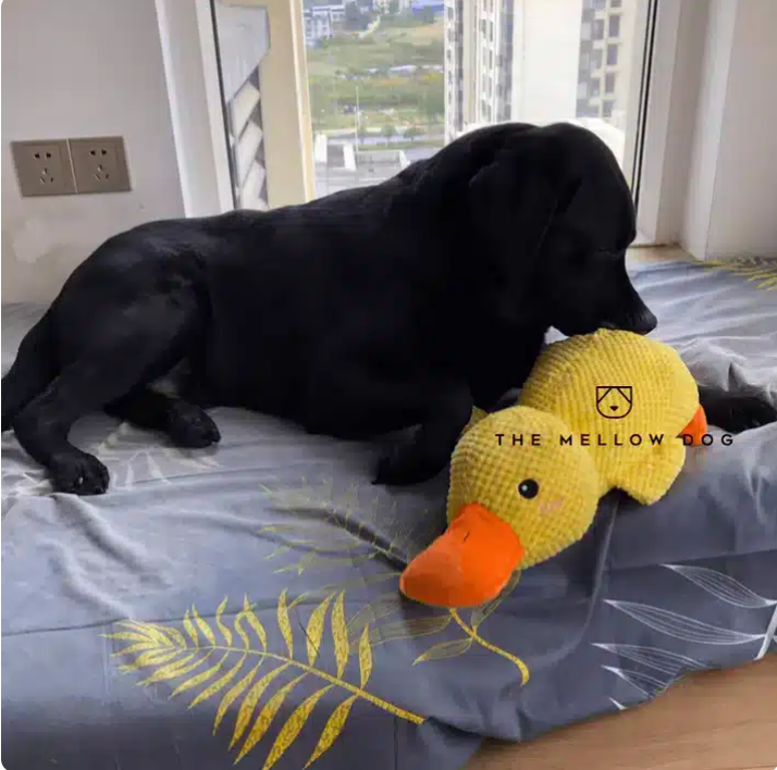 LAST DAY SALE-50%OFF calming Duck Toy